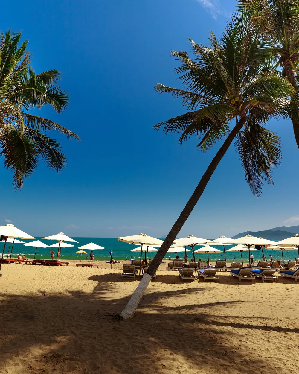 Des palmiers et des parasols sur le sable de la plage de Nha Trang